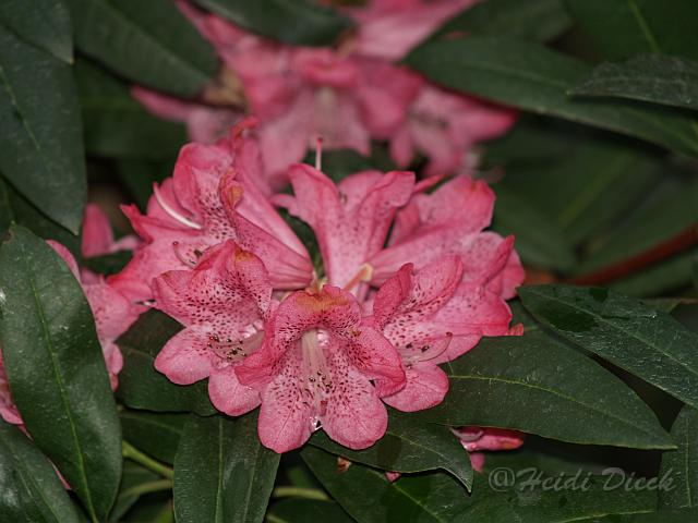 Rhodo anthosphaerum.JPG